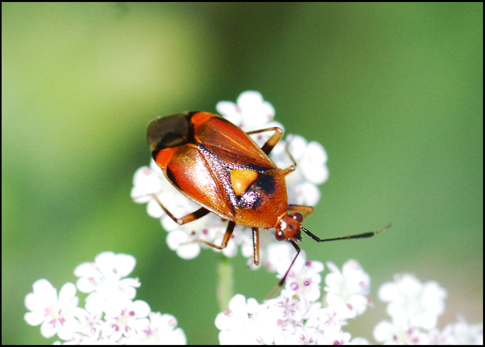 Miride: Deraeocoris ruber dell''appennino modenese